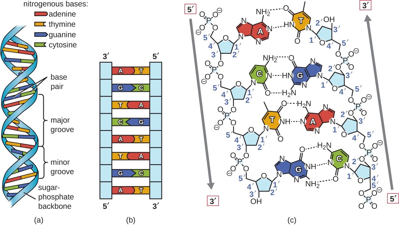 Double Helix Architecture of DNA