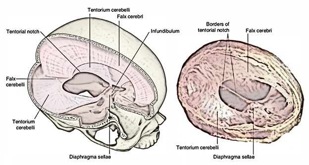 Cranial Meninges and Infoldings of the Dura Mater