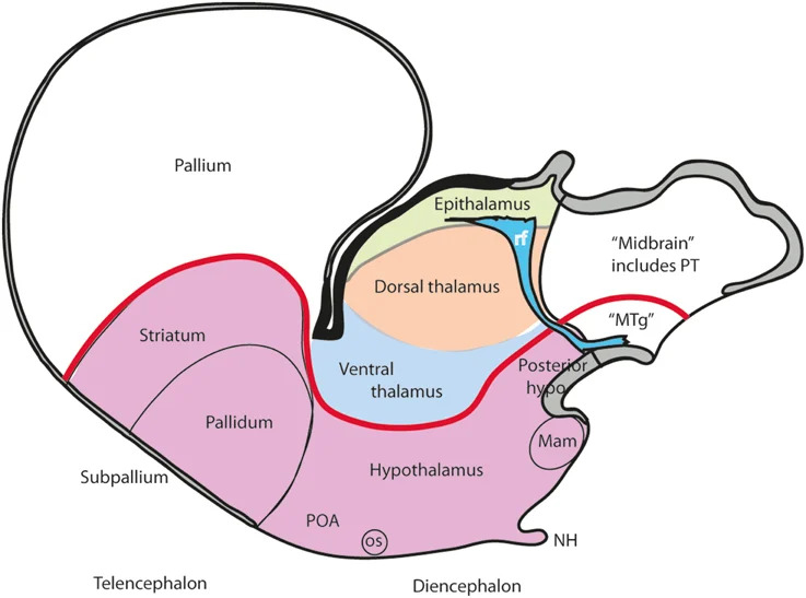 Epithalamic anatomical landmarks and boundaries