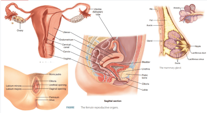 Female Reproductive System
