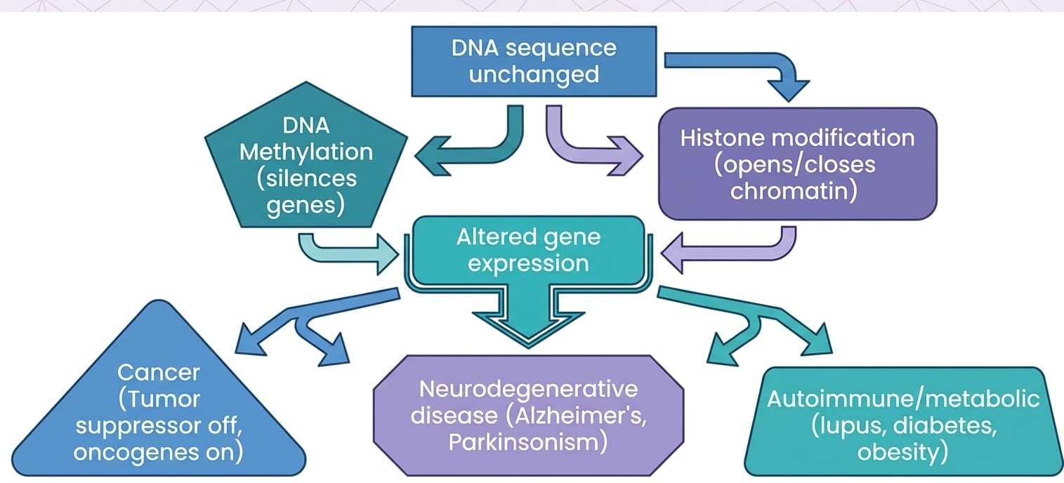 Flowchart: Epigenetics Leading to Systemic Disease