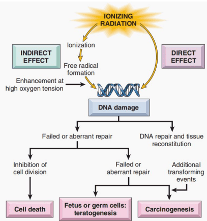 Flowchart contrasting direct vs indirect actions of ionizing radiation and pathways to repair, death, teratogenesis, or cancer