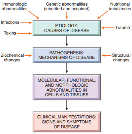 Flowchart showing the progression from etiology through pathogenesis to clinical disease