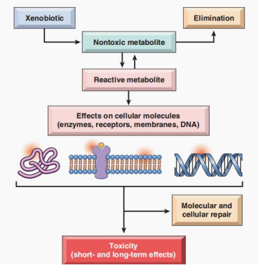 Flowchart showing xenobiotic metabolism paths: non-toxic metabolite elimination vs reactive metabolite formation and cellular repair