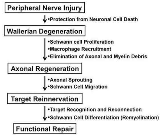 Flowchart tracing peripheral nerve repair pathway from injury to functional restoration