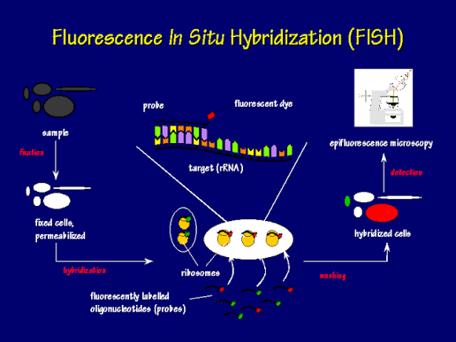 Fluorescence In Situ Hybridization (FISH) Diagram