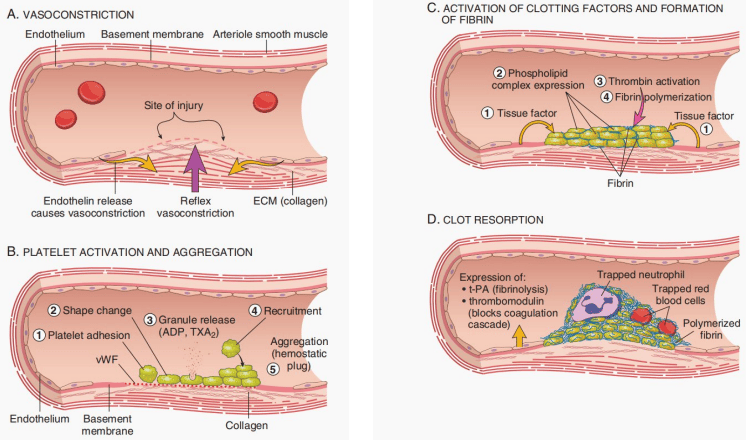 Four Consecutive Stages of Normal Hemostasis