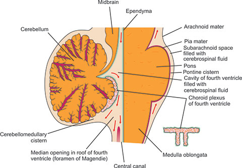Midsagittal Diagram of Fourth Ventricle and Basal Cisterns