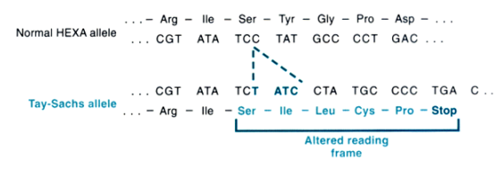 Frameshift Mutation Mechanism