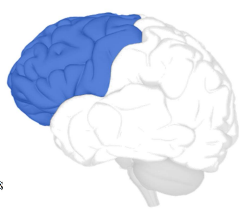Frontal Lobe Trauma Zone