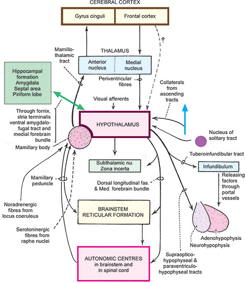 Hypothalamic network controlling energy balance and feeding