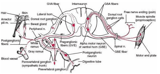 Functional innervation arcs of somatic and visceral efferent and afferent fibers