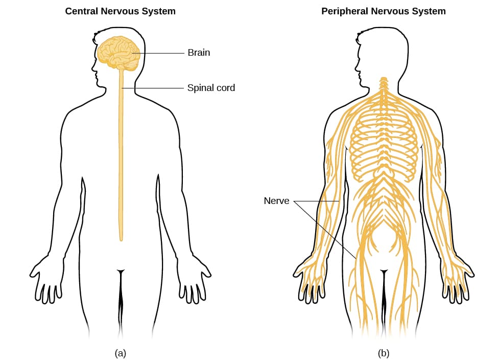General Plan and Major Segments of the Central and Peripheral Nervous System