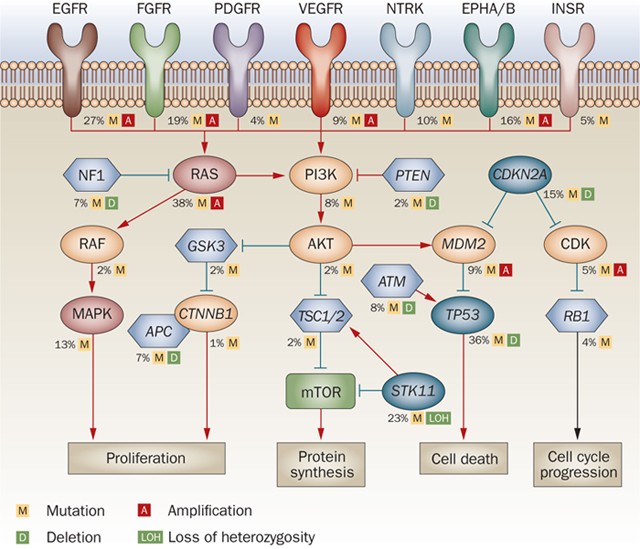 Genomic mutation frequencies in signaling pathways of lung adenocarcinoma