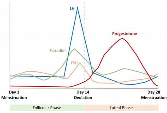 Menstrual cycle hormonal profile showing ovulation timing