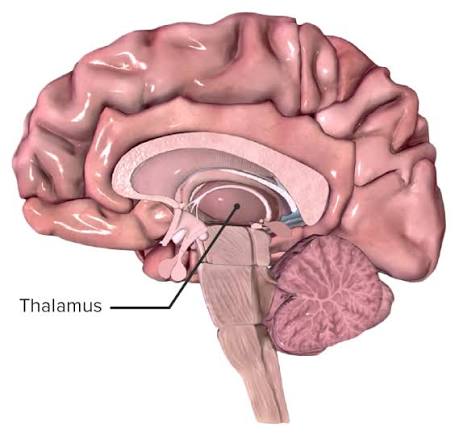 Gross anatomical position of the thalamus