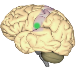 Gustatory Complex Localization