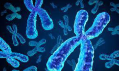 Human chromosome structure illustration