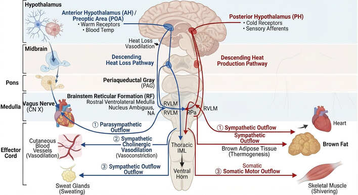 Hypothalamic autonomic regulatory pathways