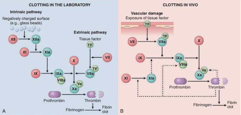 In Vitro Laboratory Pathways vs In Vivo Coagulation Cascades
