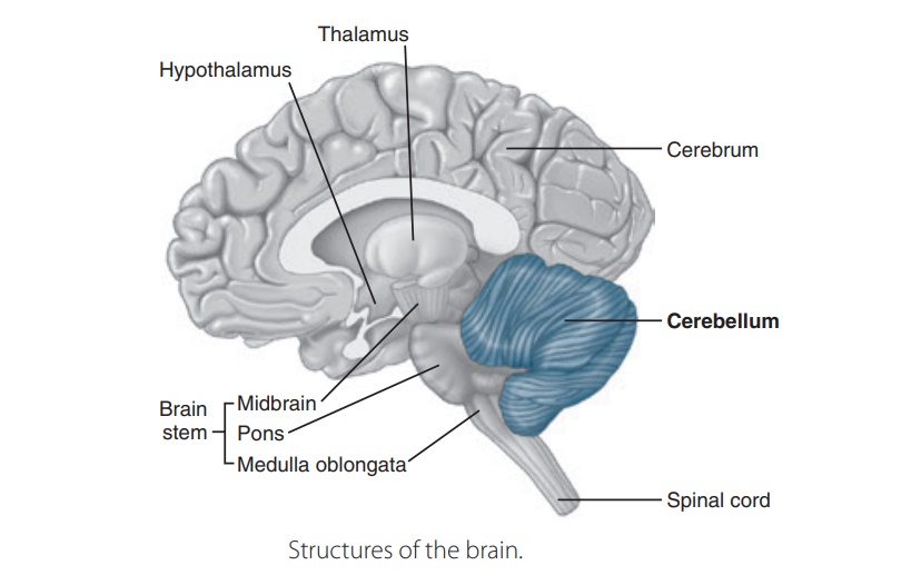 Inner components of the cerebral hemispheres including the diencephalon