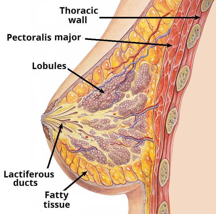 Mammary Gland Anatomy Diagram