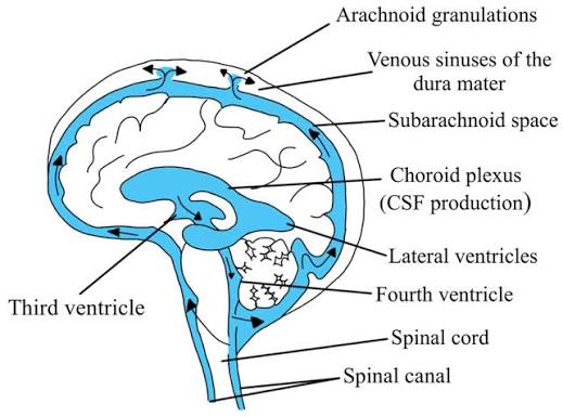 Introduction, subdivisions of nervous system meninges, ventricles and csf.