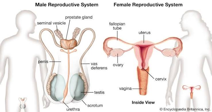 Introduction to reproductive physiology