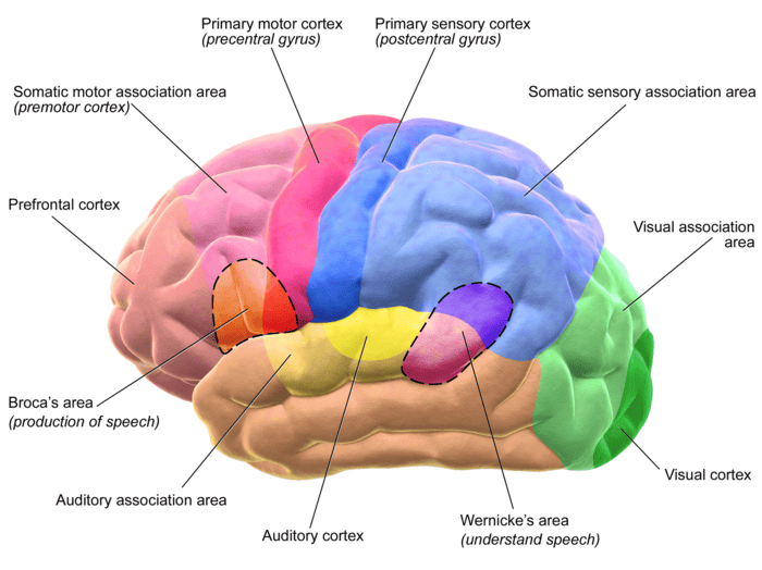 Lateral View of Cerebral Functional Areas