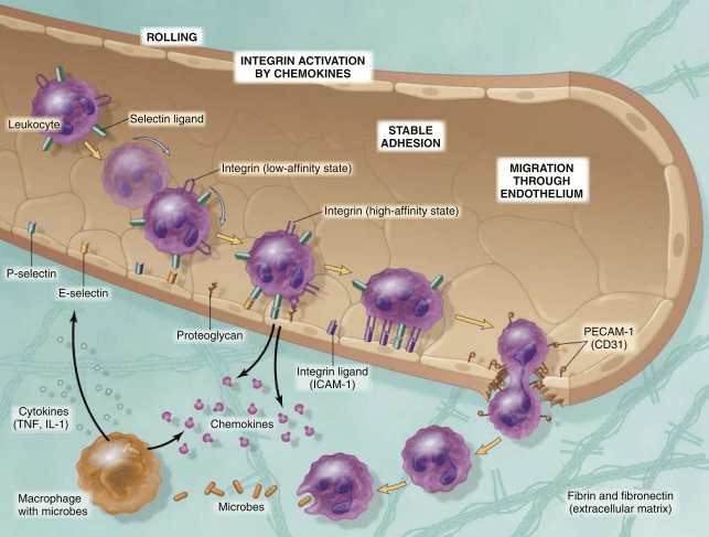  Leukocyte migration from blood to tissues
