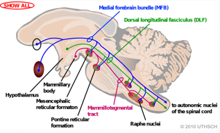 Hypothalamic fiber tract pathways