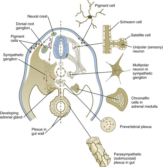Major neural crest migratory pathways and derivatives in the trunk