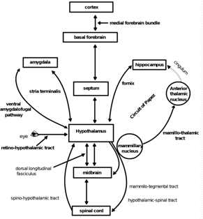 Papez circuit connecting hippocampus, mammillary bodies, and thalamus