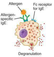 Mast cell degranulation in Type I hypersensitivity