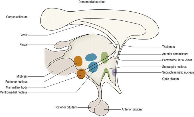 Hypothalamic surface landmarks and boundaries