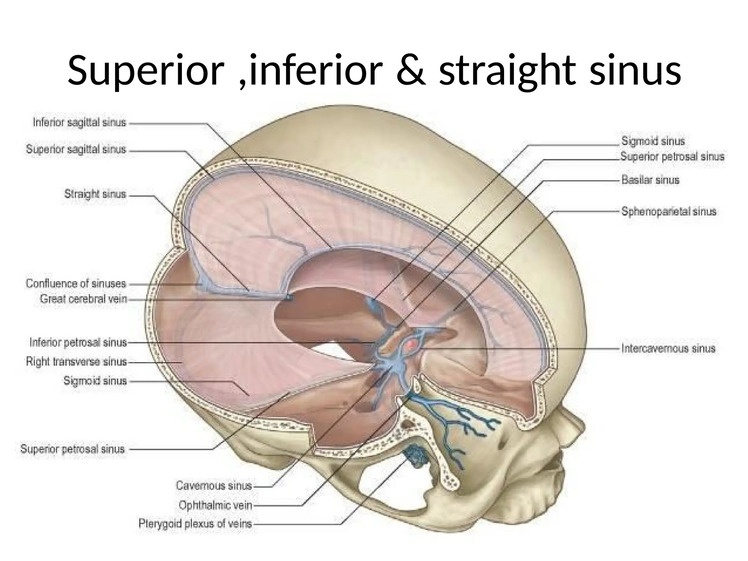 Topography and Course of Cerebral Dural Venous Sinuses