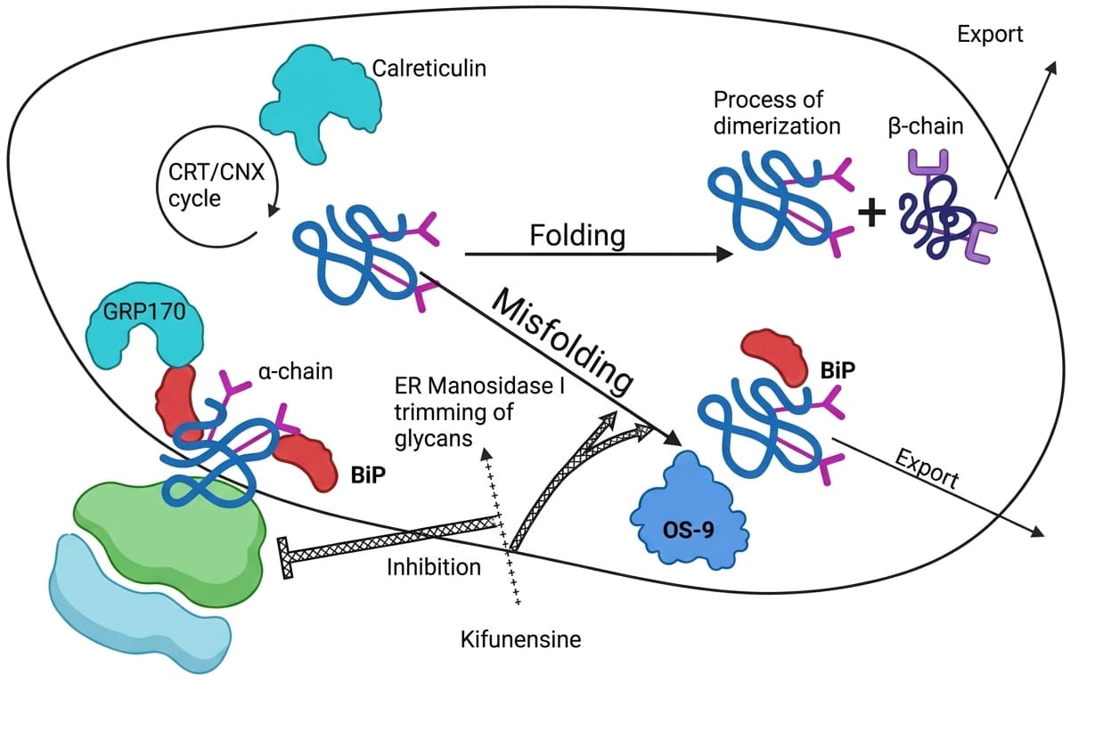 Molecular Pathogenesis of Tay-Sachs Disease