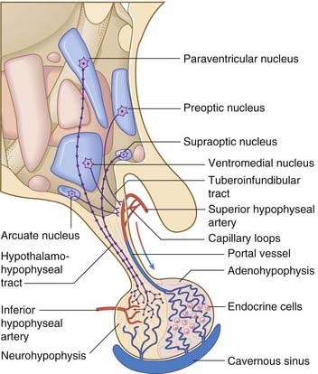Hypothalamo-neurohypophyseal axonal tract to posterior pituitary