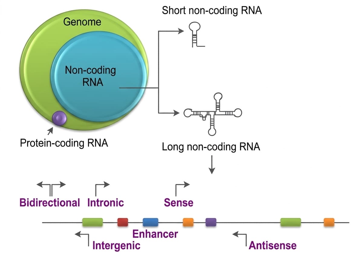 Non-Coding RNA Biogenesis and Function