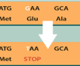 Nonsense Mutation Diagram