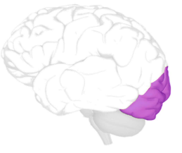 Occipital Lobe Trauma Zone
