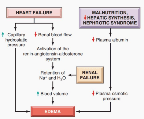 Pathophysiological Pathways to Systemic Edema
