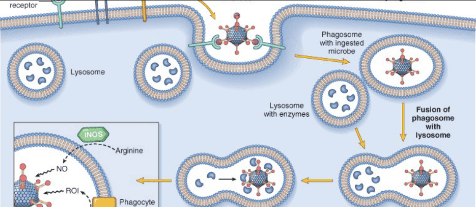 Phagocytosis and Phagolysosome Formation