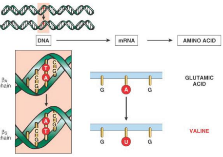Point Mutation Diagram: Missense Mechanism