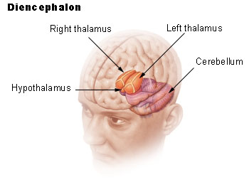 oblique section showing position of diencephalon in the forebrain