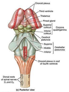 Posterior brainstem view showing corpora quadrigemina and cerebellar peduncles