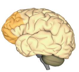 Prefrontal Cortex Highlight