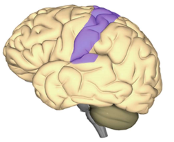 Primary Somatosensory Cortex