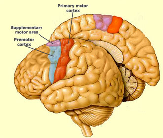 Primary Motor and Premotor Cortices