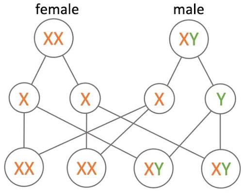 Menstrual Cycle Hormones and Punnett Square of Sex Chromosomes